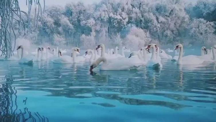 【童话故事里的天鹅湖】冰雪世界中的唯美,犹如人间仙境——伊犁河谷。